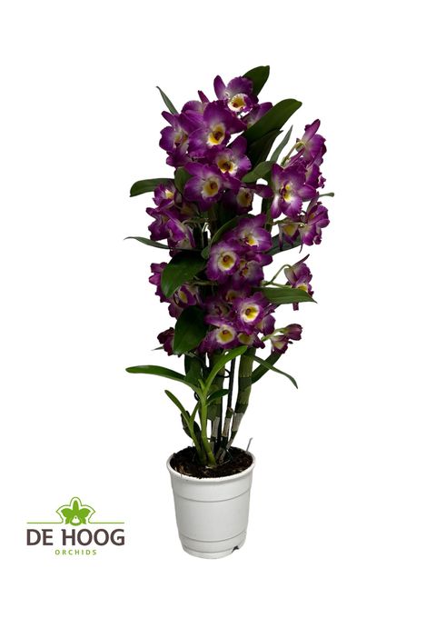 Dendrobium nobile BOUQUET PURPLE RAIN