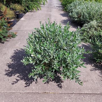 Salix helvetica