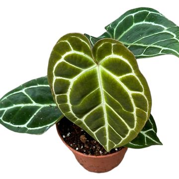 Anthurium crystallinum