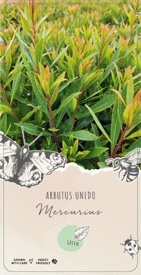 Arbutus unedo MERCURIUS