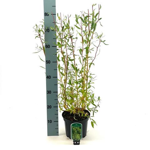 Salix 'Erythroflexuosa'