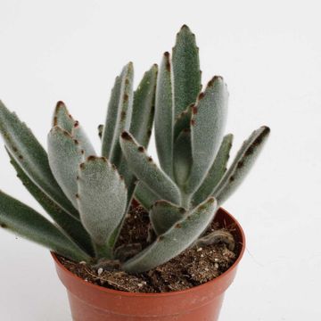 Kalanchoe tomentosa