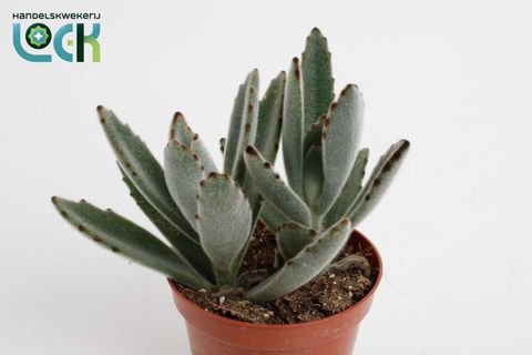 Kalanchoe tomentosa