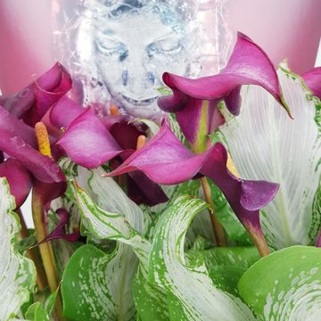 Zantedeschia 'Frozen Queen'