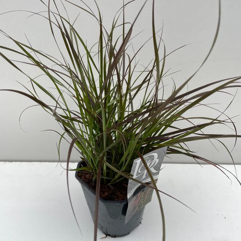 Pennisetum advena 'Rubrum Dwarf'