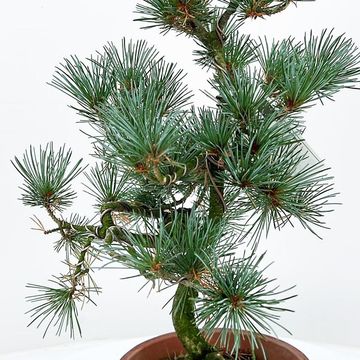 Pinus parviflora pentaphylla