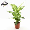 Dieffenbachia 'Mars'