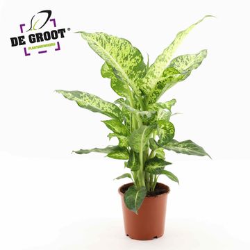 Dieffenbachia 'Mars'