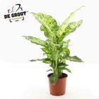 Dieffenbachia 'Mars'