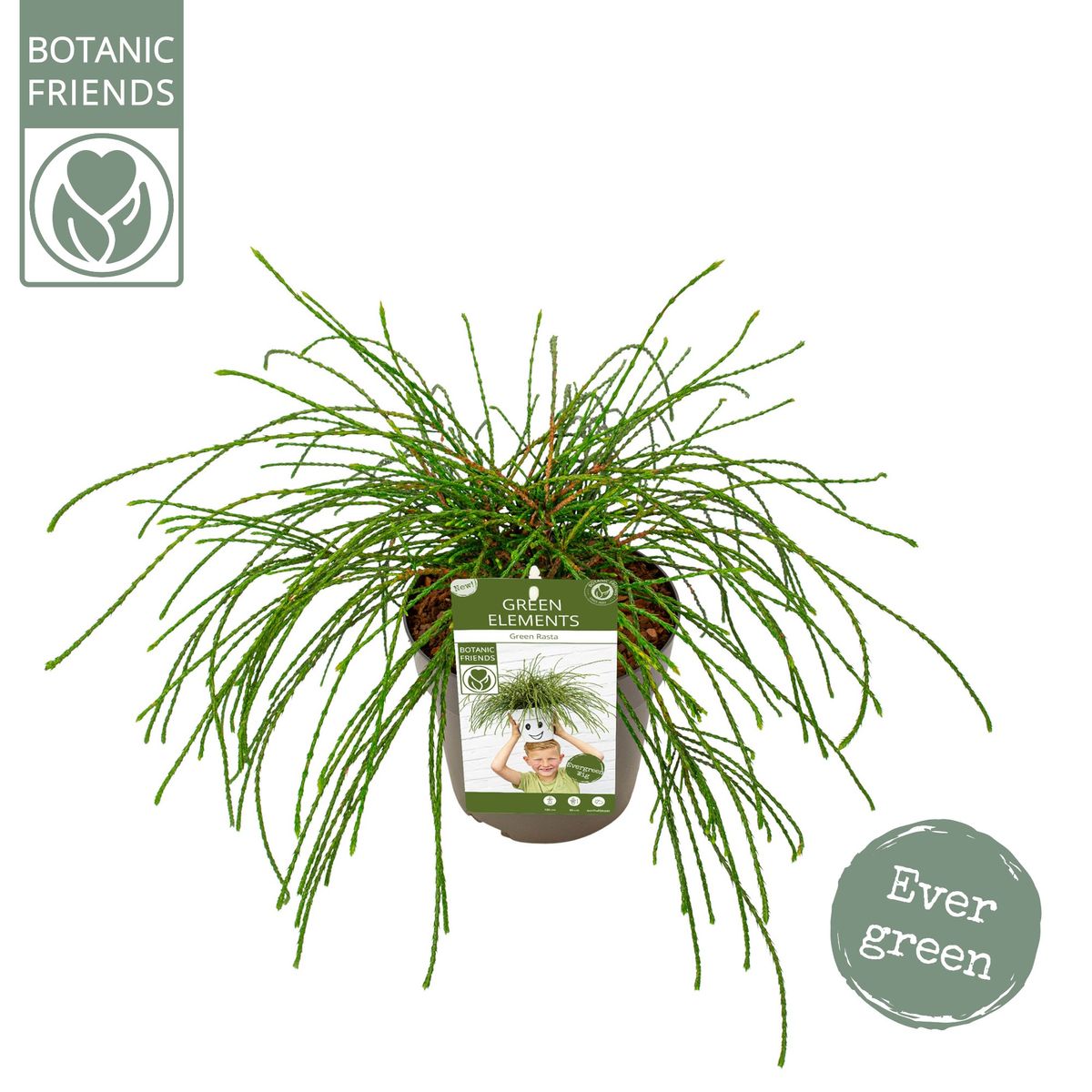 Thuja plicata 'Whipcord'  Pflanzengrohandel FlorAccess