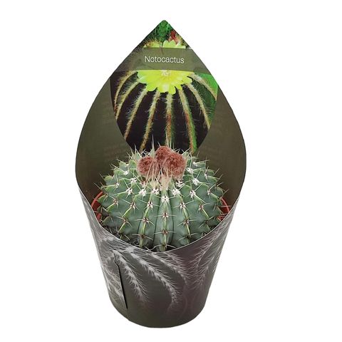 Notocactus buiningii