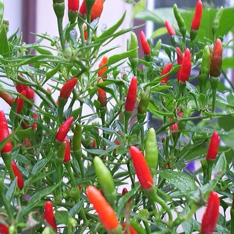 Капсикум однолетний 'Thai Chili'