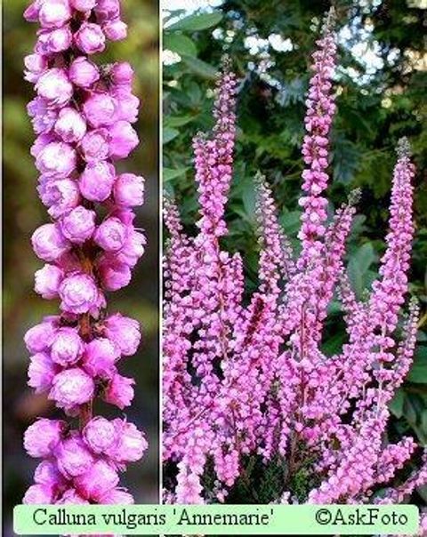 Calluna vulgaris 'Аннемари'