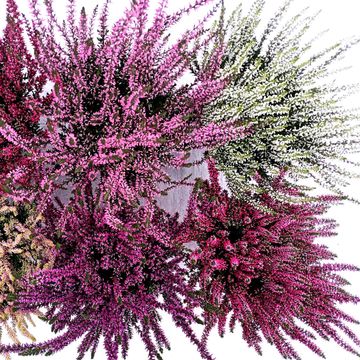 Calluna vulgaris GARDEN GIRLS MIX