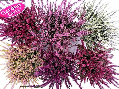 Calluna vulgaris GARDEN GIRLS MIX