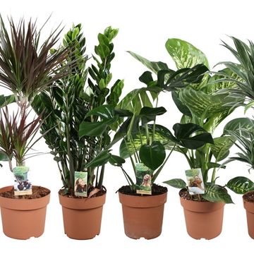 Houseplants MIX