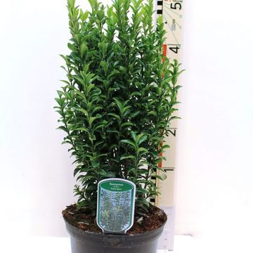 Euonymus japonicus 'Green Spire'