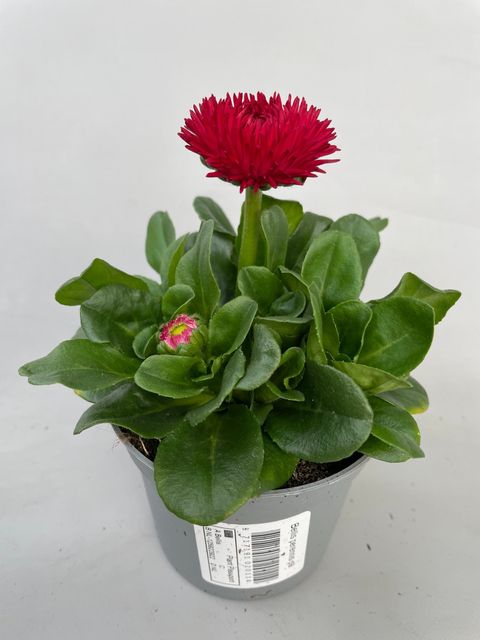 Bellis perennis 'Roggli Red'