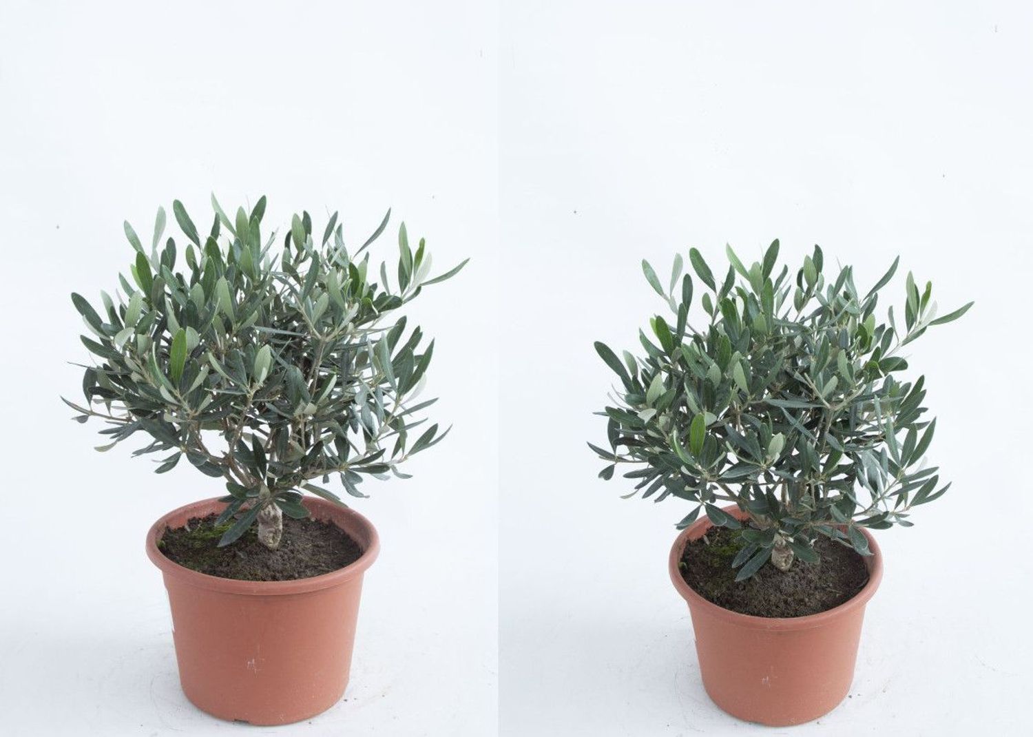 IHR Olea Europaea Papierservietten, 20 Stück – 33 X 33 Cm (geöffnet), 3-lagig, 100% Biologisch Abbaubar – Für Tischdeko & Feiern
