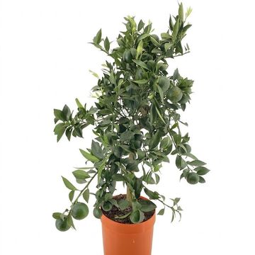 Citrus reticulata 'Mandarino'