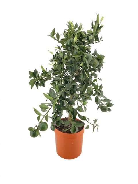 Citrus reticulata 'Mandarino'