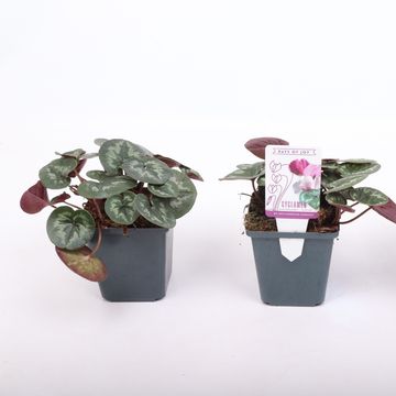 Cyclamen coum 'Marbled Leaf Pink'