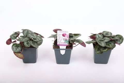 Cyclamen coum 'Marbled Leaf Pink'