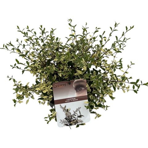 Ligustrum ibota MUSLI