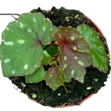 Begonia 'Betsi'