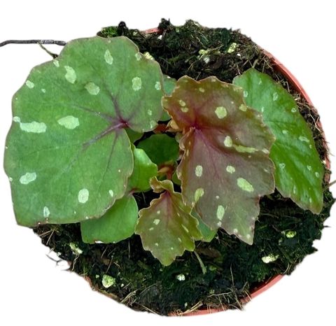 Begonia 'Betsi'