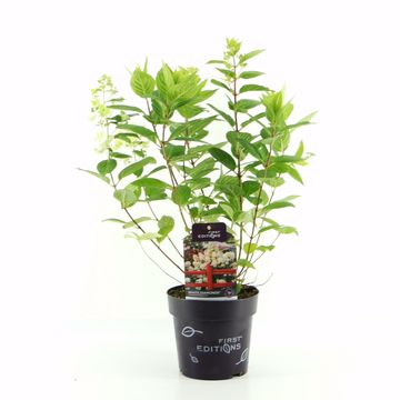 Hydrangea arborescens FLOWERWOW