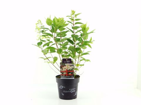 Hydrangea arborescens FLOWERWOW
