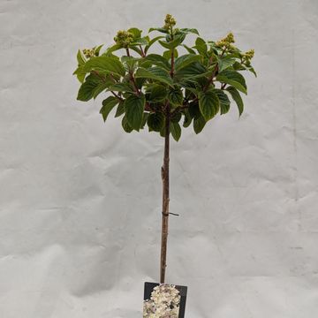 Гидрангея метельчатая 'Bee Happy'