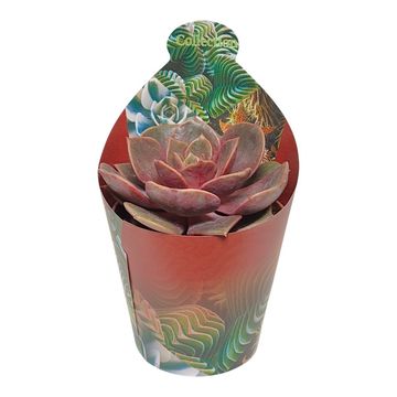 Echeveria 'Vampire Red Ball'