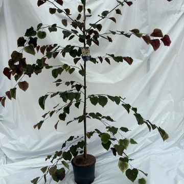 Cercis canadensis CAROLINA SWEETHEART