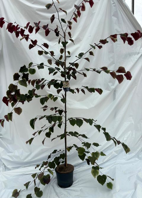 Cercis canadensis CAROLINA SWEETHEART