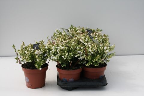 Gaultheria mucronata