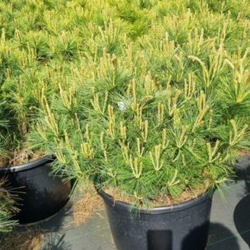 Pinus strobus 'Blue Shag'