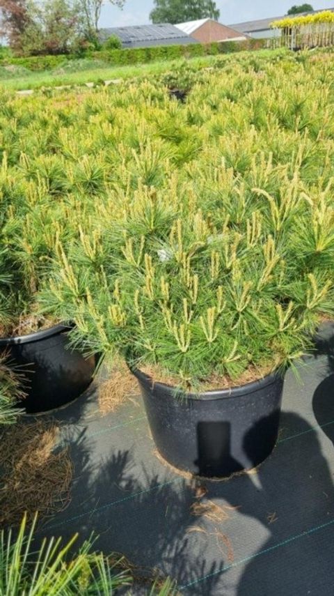 Pinus strobus 'Blue Shag'