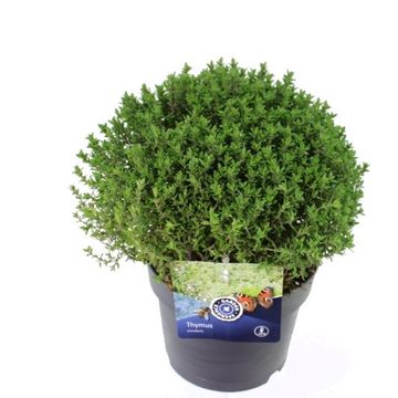 Thymus vulgaris 'Precompa'