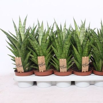 Sansevieria 'Tough Lady'