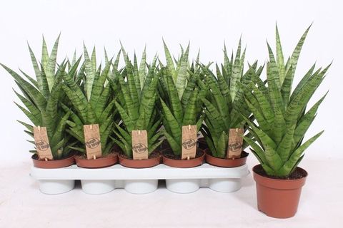 Sansevieria 'Tough Lady'