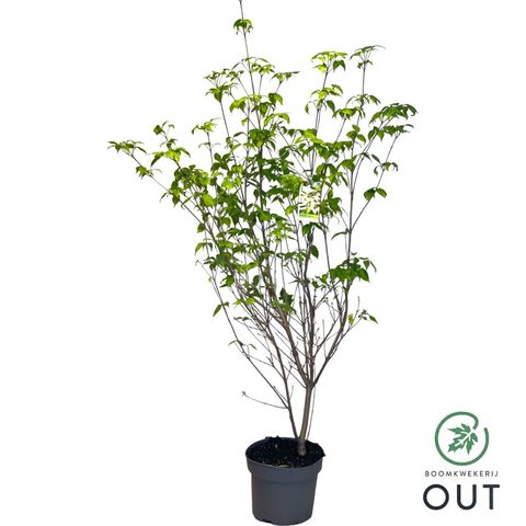 Cornus kousa 'Milky Way'