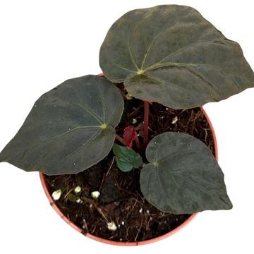 Begonia pavonina