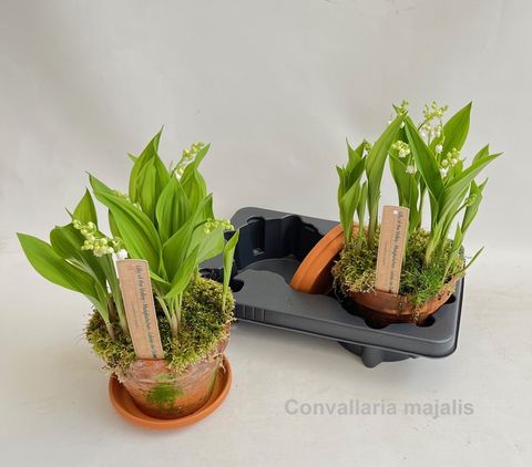 Convallaria majalis