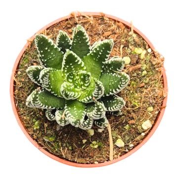 Haworthia 'Universe'