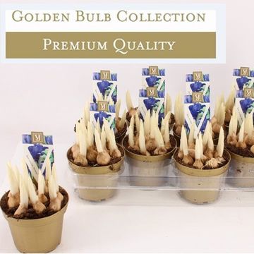 Iris reticulata 'Harmony'