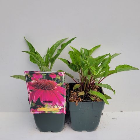 Echinacea purpurea POWWOW WILD BERRY