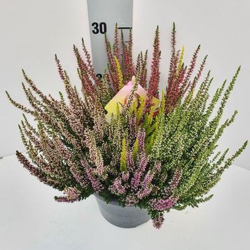 Calluna vulgaris BEAUTY LADIES MIX IN POT