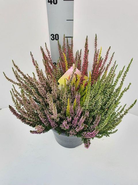 Calluna vulgaris BEAUTY LADIES MIX IN POT